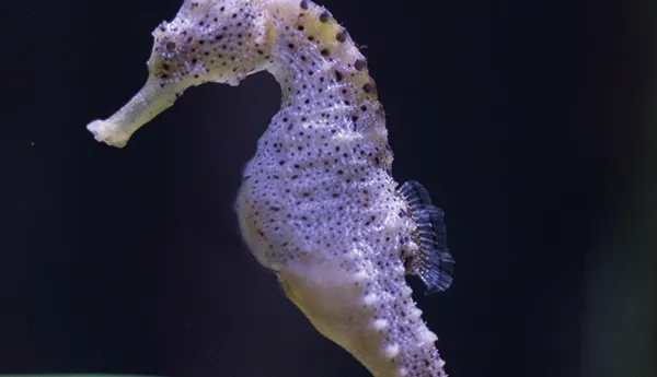 Sea Creatures at SEA LIFE Malaysia