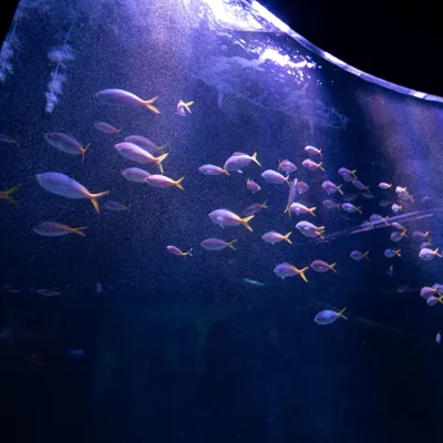 Shoaling Ring