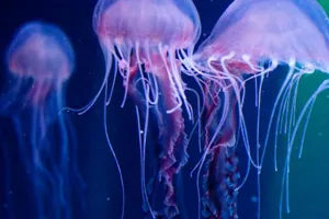 Sea Creatures at SEA LIFE Malaysia
